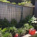 backyard fence - old